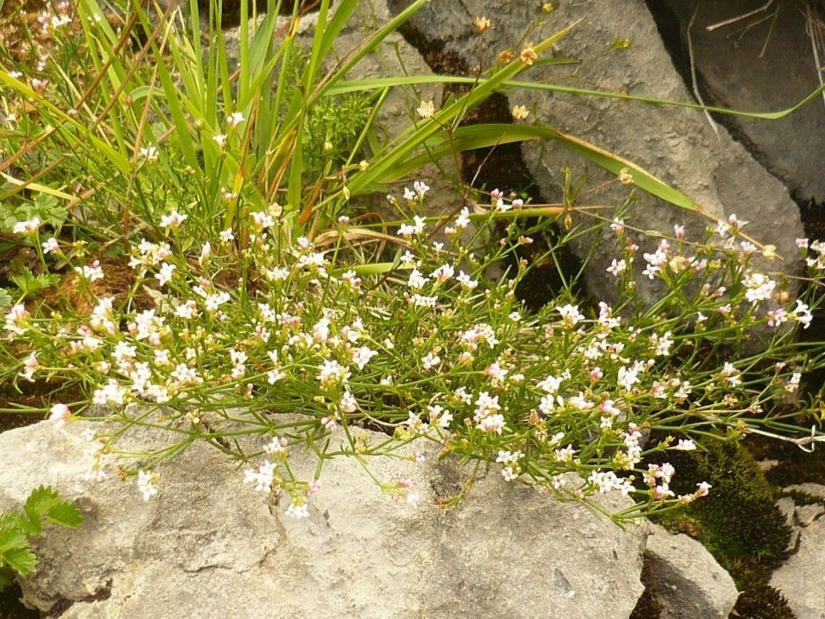 Asperula capillacea (Rubiaceae)